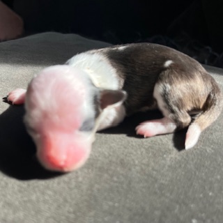 Little Luv Seed Welpe Wurf A