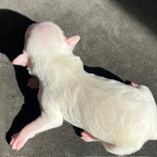 Little Luv Seed Powder Puff Welpe 