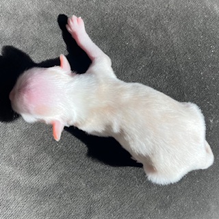 Little Luv Seed Welpe Wurf A