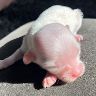 Little Luv Seed Welpe Wurf A