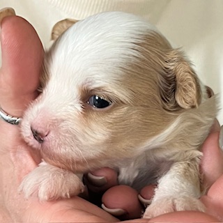 Little Luv Seed Al Jarreau Chinese Crested Powderpuff male