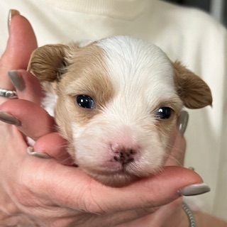 Little Luv Seed Al Jarreau Chinese Crested Powderpuff male