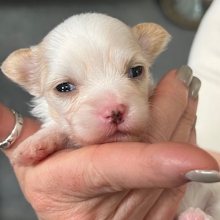 Little Luv Seed Amber mark Chinese Crested Powderpuff - female