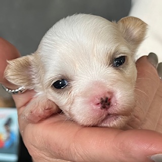 Little Luv Seed Amber Mark Chinese Crested Powderpuff - female