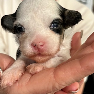 Little Luv Seed Amy Winehouse Chinese Crested Powderpuff - female