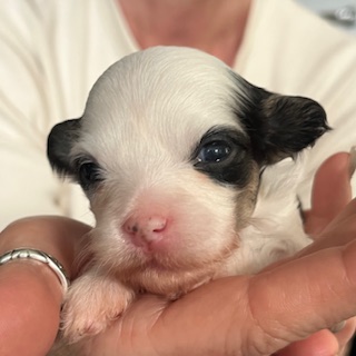 Little Luv Seed Amy Winehouse Chinese Crested Powderpuff - female