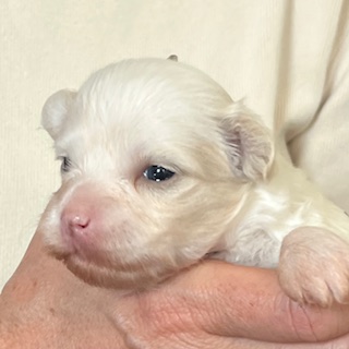 Little Luv Seed Adele Chinese Crested Powderpuff - female