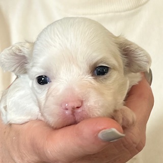 Little Luv Seed Adele Chinese Crested Powderpuff - female