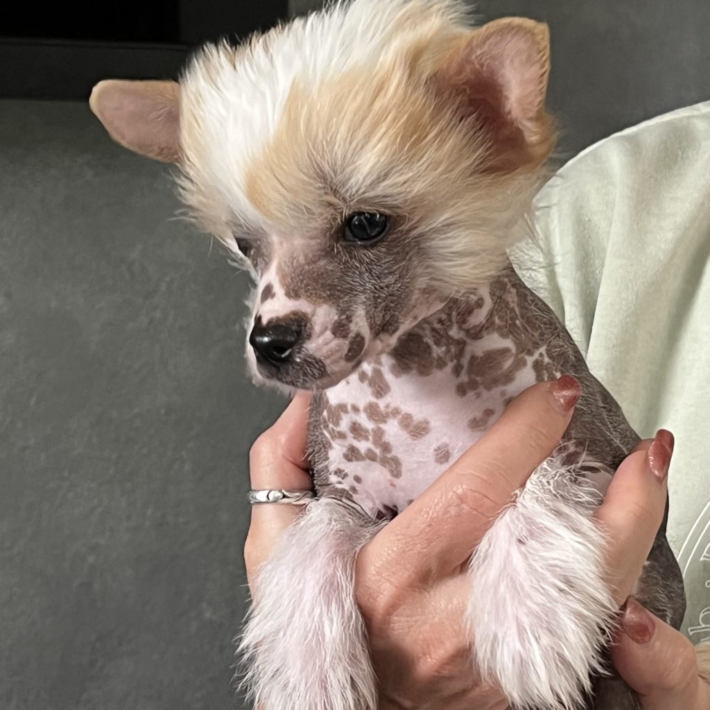 Little Luv Seed Ady Suleiman Chinese Crested hairless