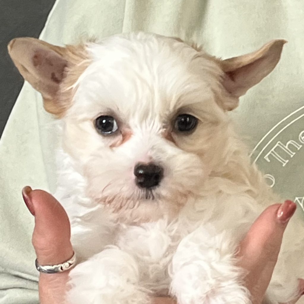 Little Luv Seed Amber Mark Chinese Crested Powderpuff creme/red