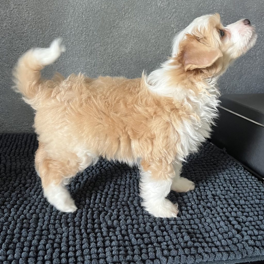 Little Luv Seed Al Jarreau Chinese Crested Powderpuff creme/red