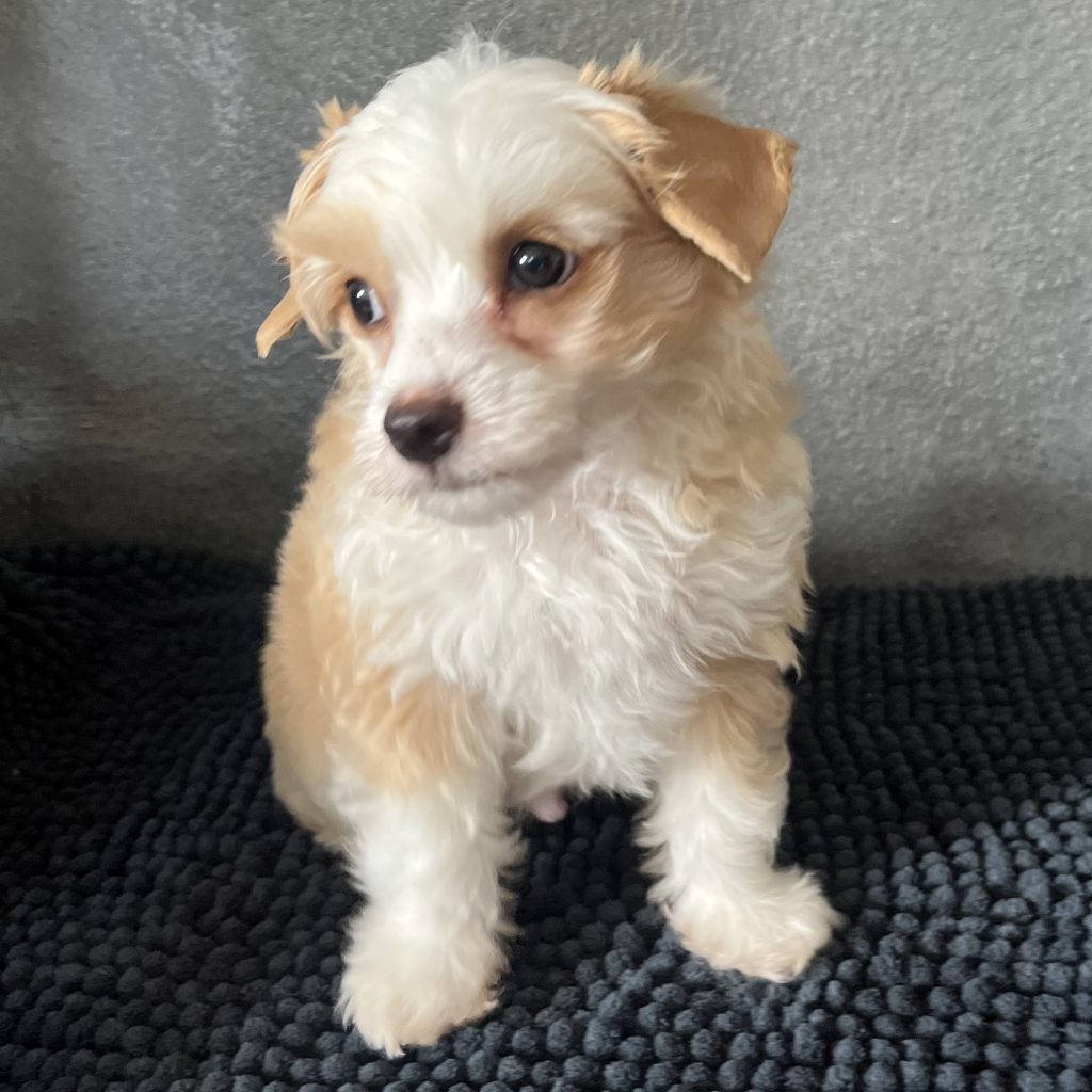 Little Luv Seed Al Jarreau Chinese Crested Powderpuff creme/red