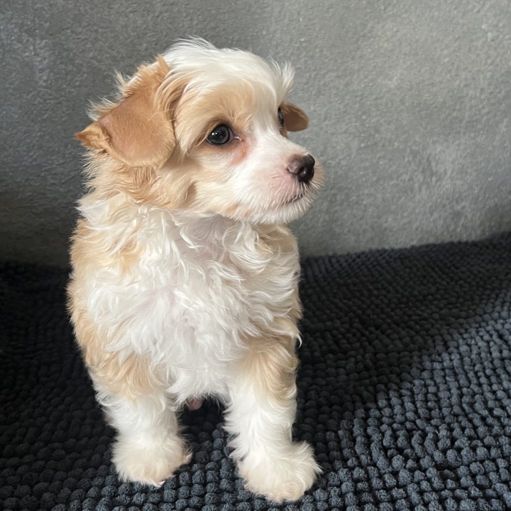 Little Luv Seed Al Jarreau Chinese Crested Powderpuff creme/red