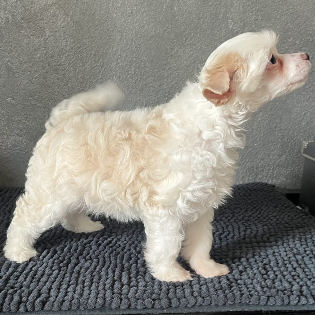 Little Luv Seed Adele Chinese Crested Powderpuff creme/fawn