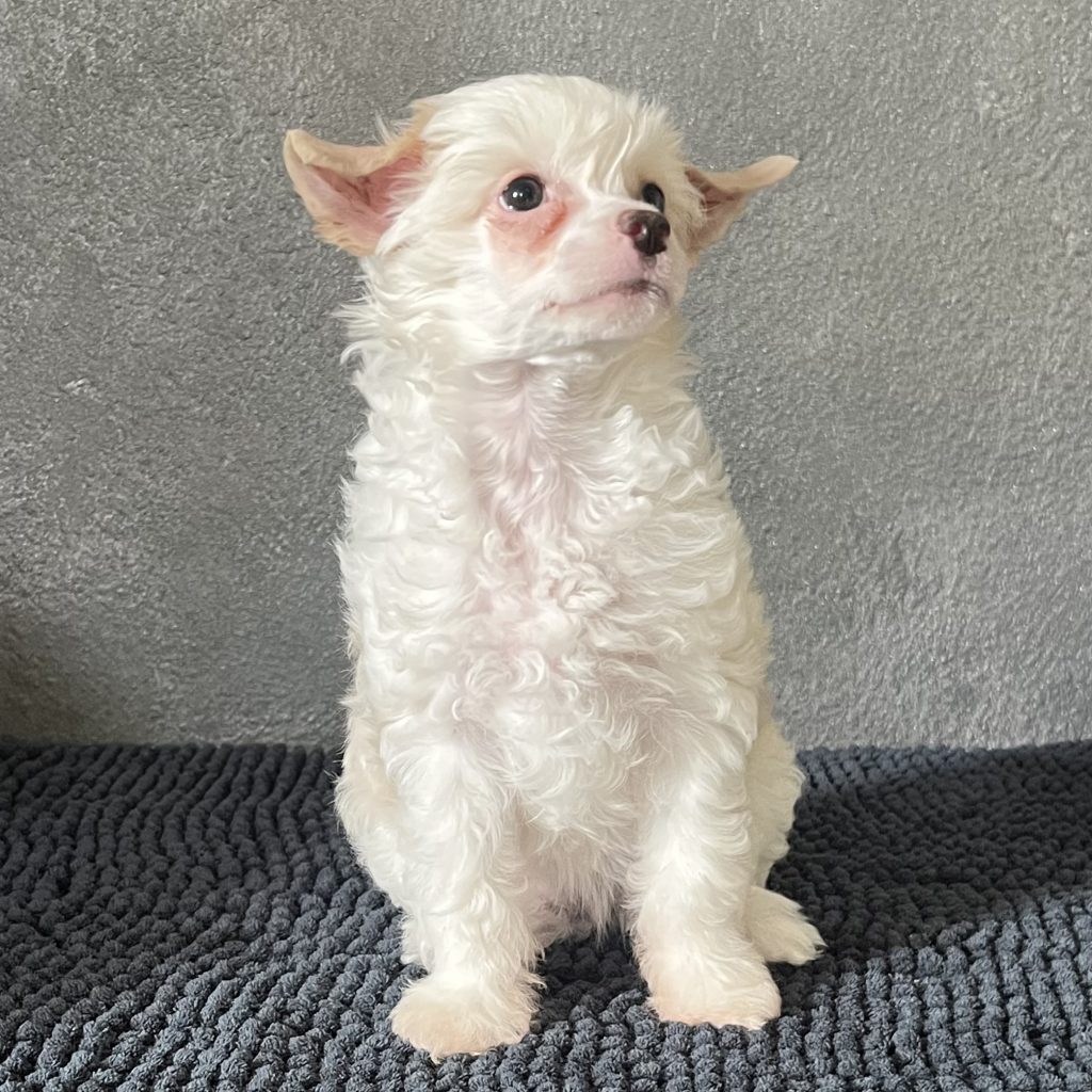 Little Luv Seed Adele Chinese Crested Powderpuff creme/fawn