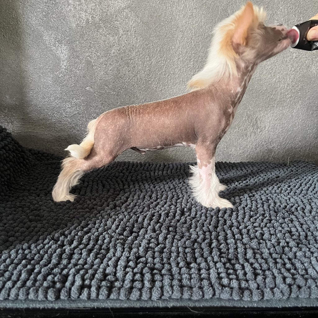 Little Luv Seed Ady Suleiman Chinese Crested hairless