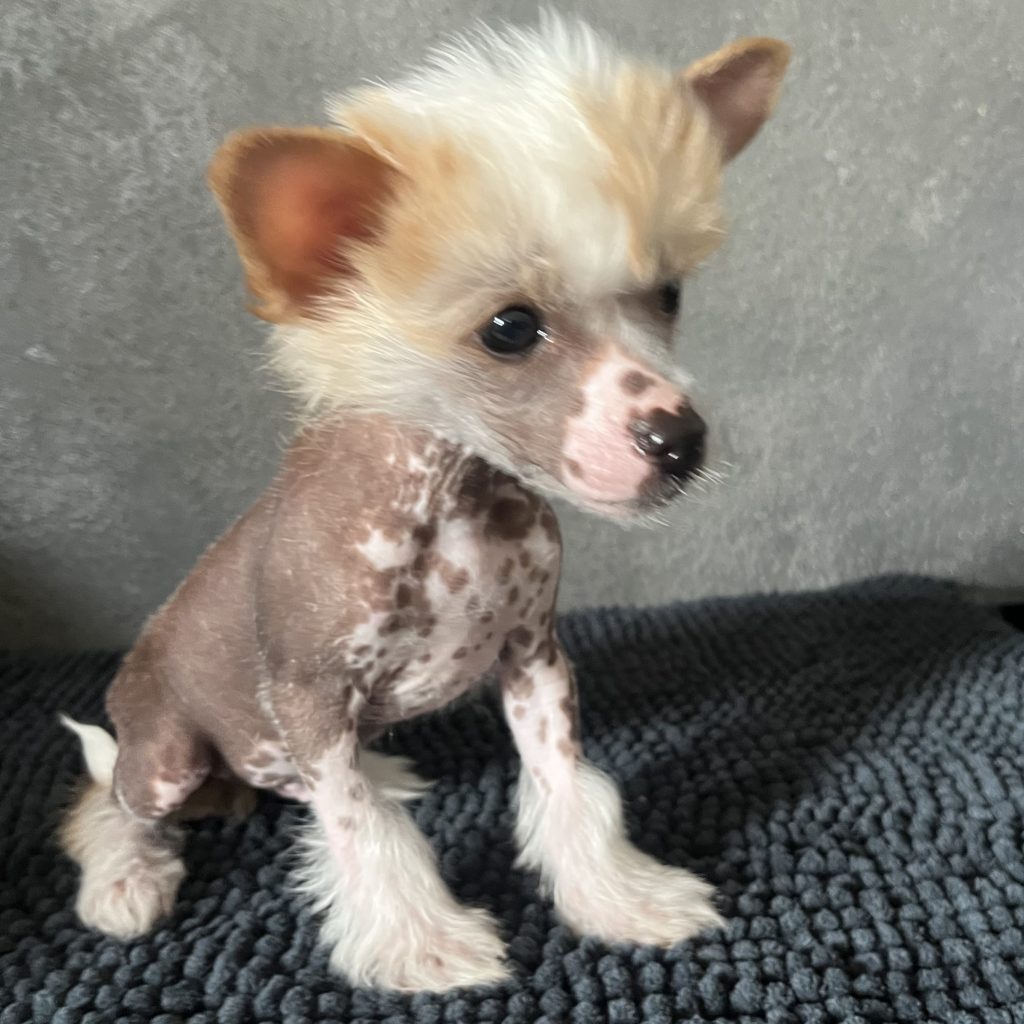 Little Luv Seed Ady Suleiman Chinese Crested hairless