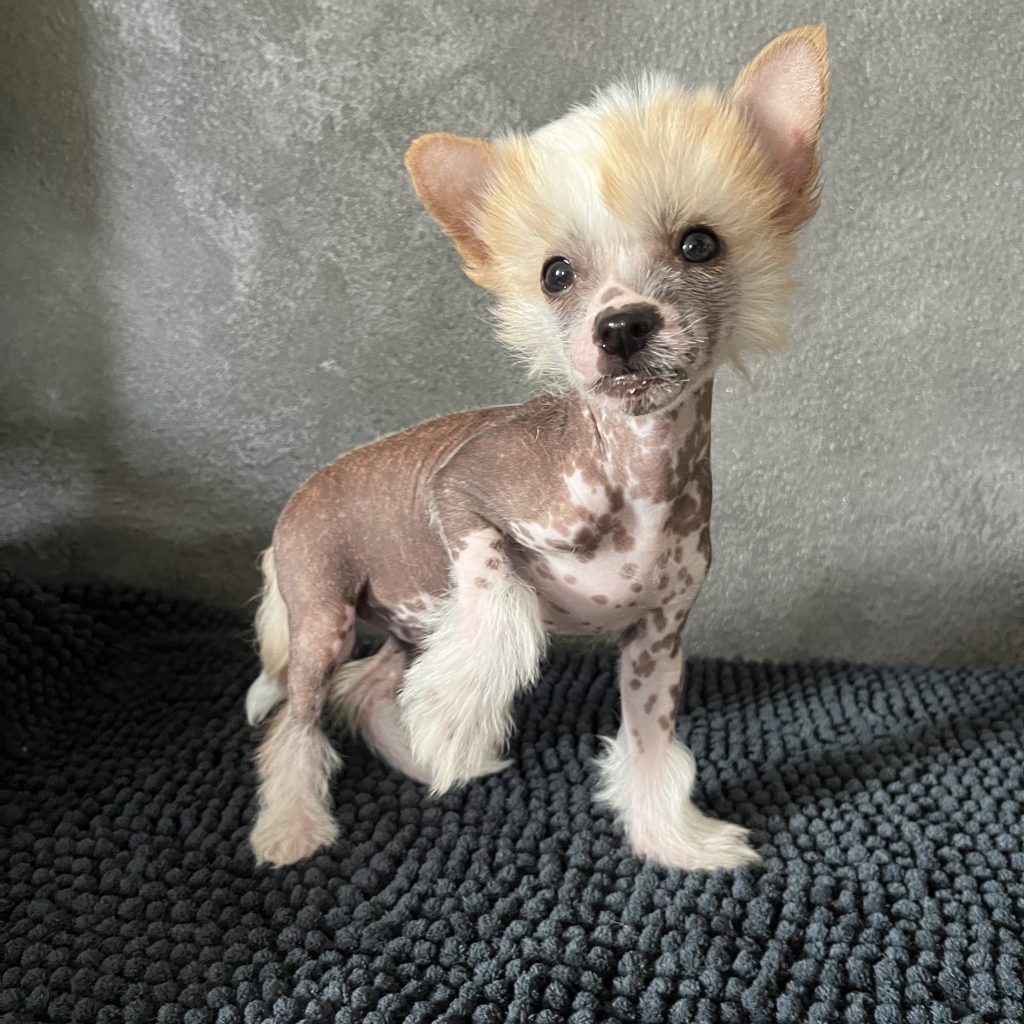 Little Luv Seed Ady Suleiman Chinese Crested Dog hairless creme/red