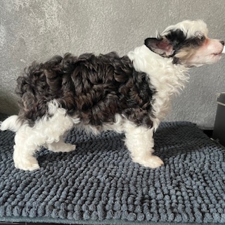 Little Luv Seed Amy Winehouse Chinese Crested Powderpuff