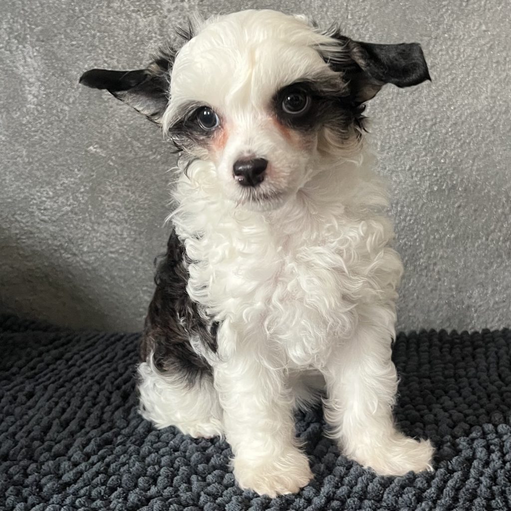 Little Luv Seed Amy Winehouse Chinese Crested Powderpuff