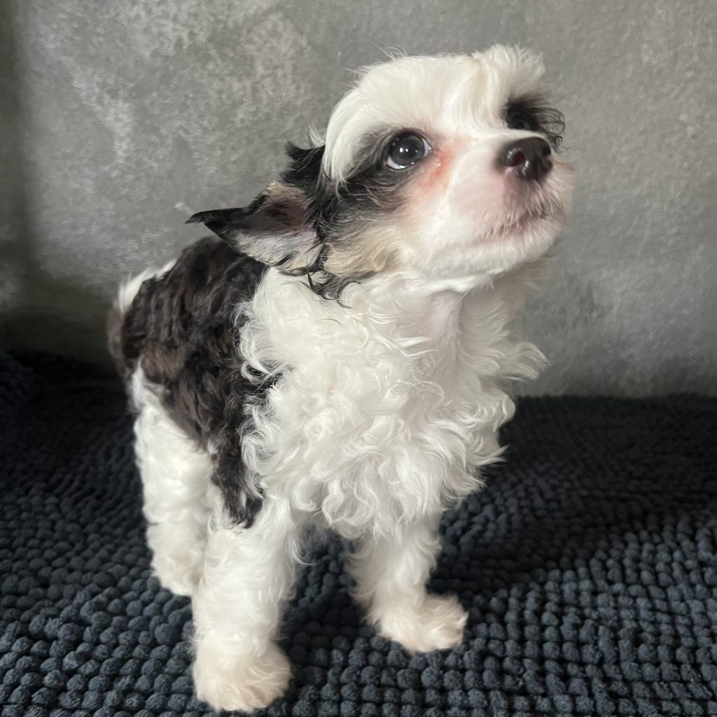 Little Luv Seed Amy Winehouse Chinese Crested Powderpuff