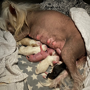 5 kleine Chinese Crested Welpen von Little Luv Seed