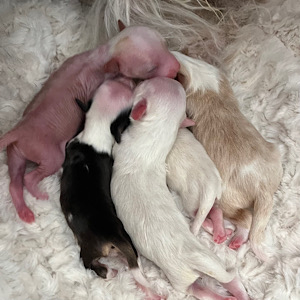 Mein Wurf-A von Little Luv Seed