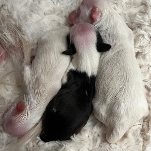 3 Mädchen aus Wurf-A von Little Luv Seed