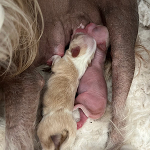 Zwei Rüden aus Little Luv Seed Wurf-A