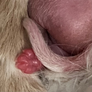 Love the details by Little Luv Seed Wurf-A