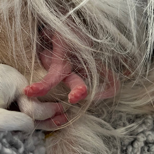 Love the details by Little Luv Seed Wurf-A