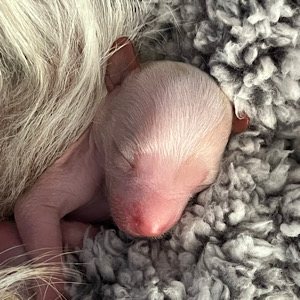 Newborn by Little Luv Seed Wurf-A