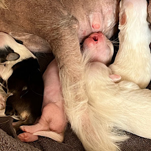 Newborn by Little Luv Seed Wurf-A