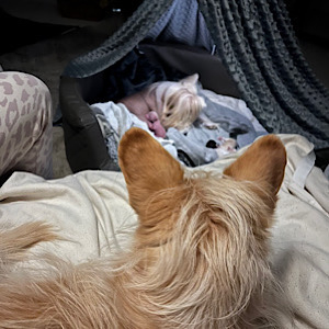 Der Pflegevater - Little Luv Seed Wurf-A