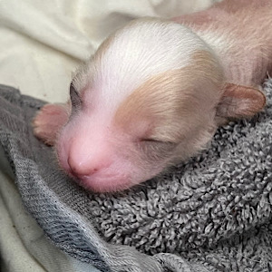 Newborn by Little Luv Seed Wurf-A