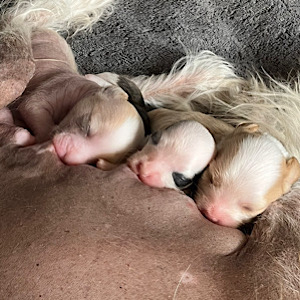 An der Milchbar - Little Luv Seed Wurf-A