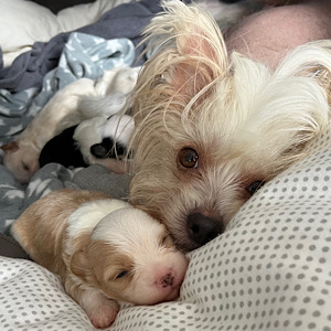 Mutterliebe by Little Luv Seed Wurf-A