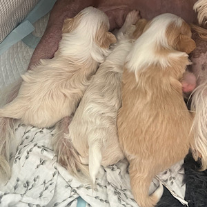 Powderpuff in 3erlei Creme by Little Luv Seed Wurf-A