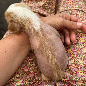 Hairless Chinese Crested Dog by Little Luv Seed Wurf-A