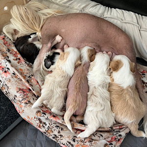 An der Milchbar wird es langsam eng - Little Luv Seed Wurf-A