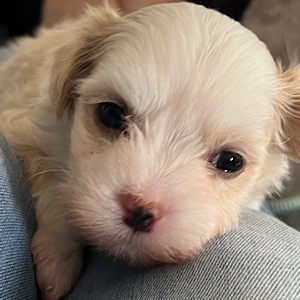 My little love by Little Luv Seed Wurf-A