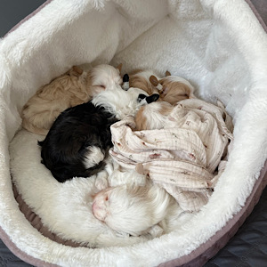 Ein Wurf mit Akzent - Little Luv Seed Wurf-A