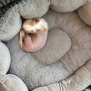 Hairless Chinese Crested Dog by Little Luv Seed Wurf-A