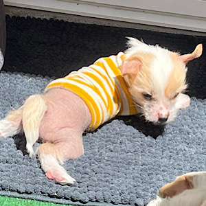 Hairless Boy by Little Luv Seed Wurf-A