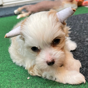 My little love by Little Luv Seed Wurf-A