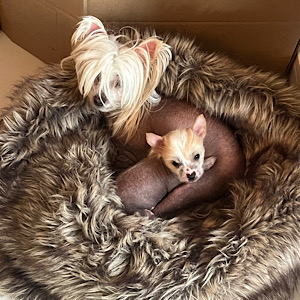 Mother & Son by Little Luv Seed Wurf-A