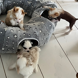 Tunnel-Action by Little Luv Seed Wurf-A