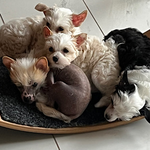 Geschwisterliebe by Little Luv Seed Wurf-A