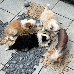 Knabberspaß mit Barfußmatten - Little Luv Seed Wurf-A