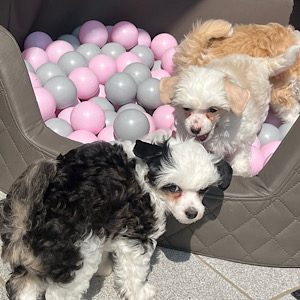 Spaß im Bällebad - Little Luv Seed Wurf-A